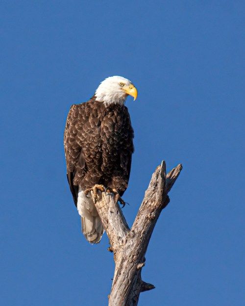 Bald Eagle