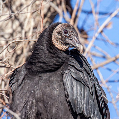 Black Vulture