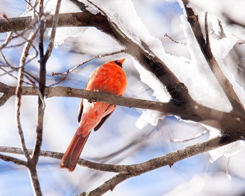 Northern Cardinal