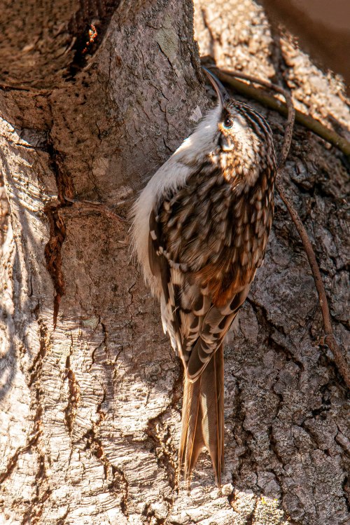 Brown Creeper