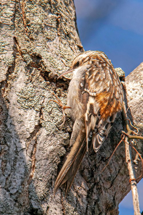 Brown Creeper