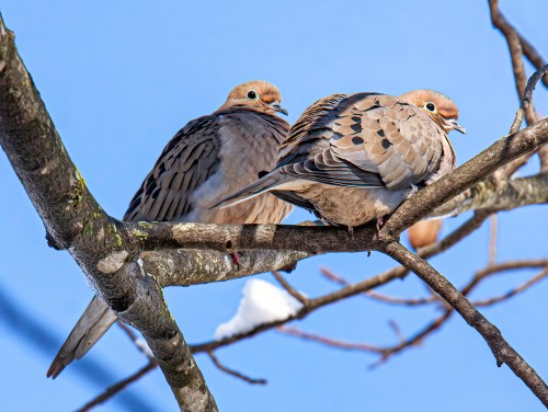 mourning dove
