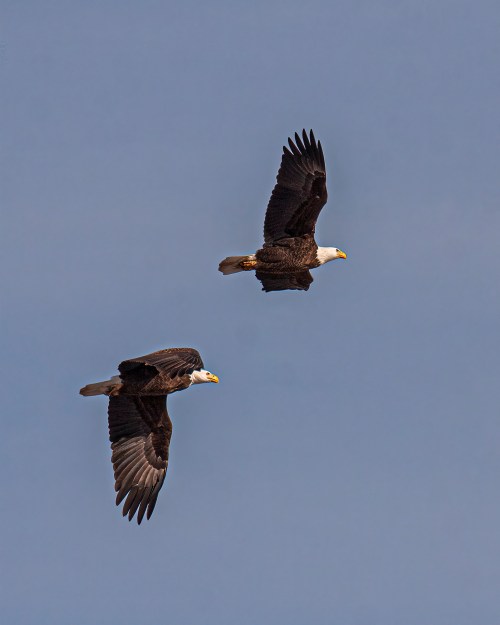 Bald Eagles