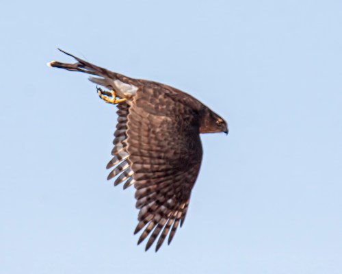 Cooper's Hawk