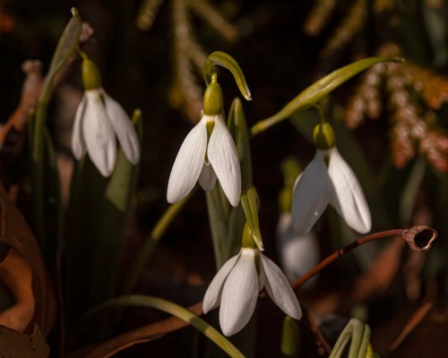 snowdrops