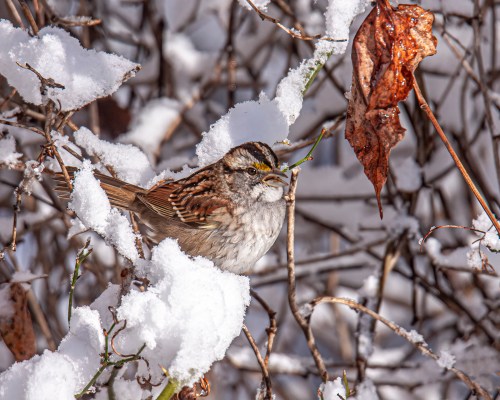 White-throated Sparrow