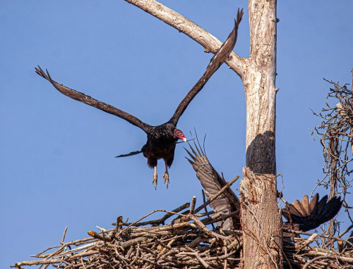Turkey Vultures