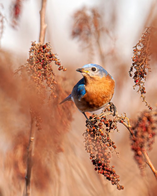 Eastern Bluebird