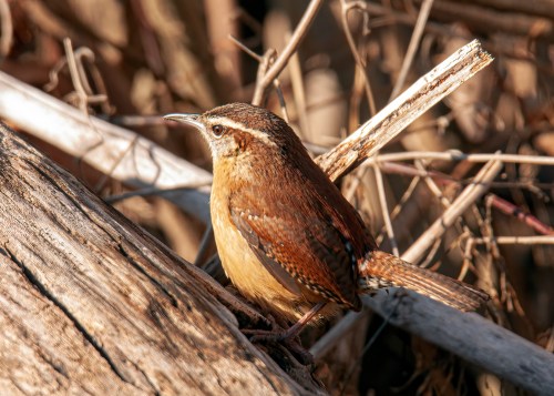 Carolina Wren
