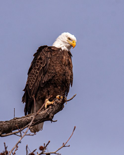 Bald Eagle