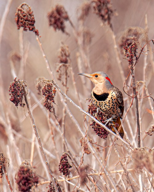 Northern Flicker