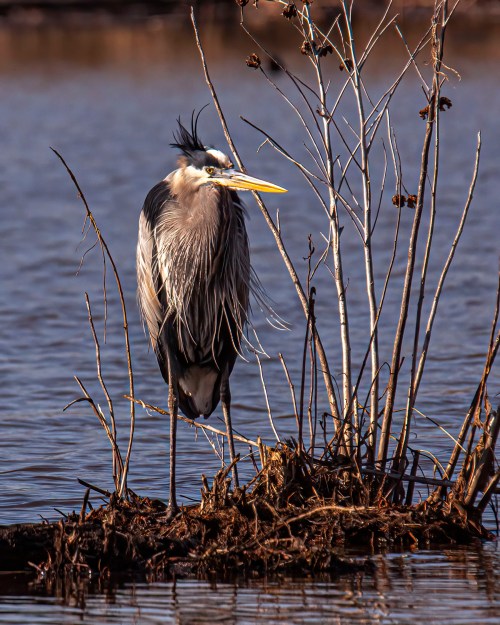 Great Blue Heron