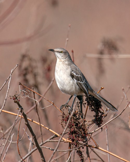 Northern Mockingbird