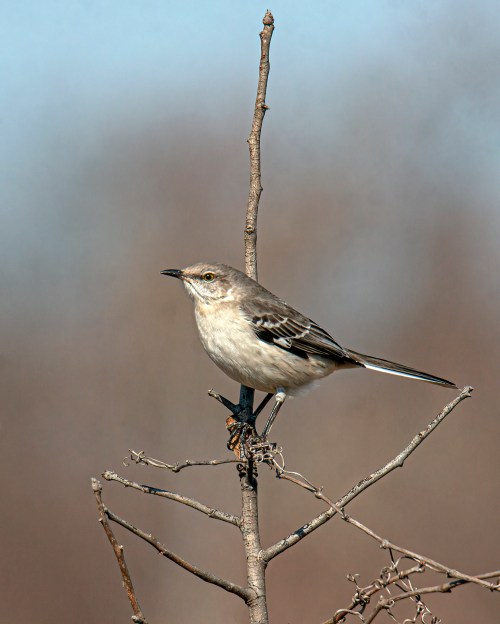 Northern Mockingbird