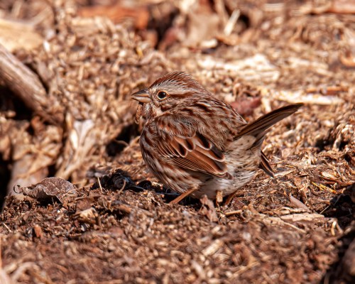 Song Sparrow