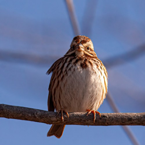 Song Sparrow