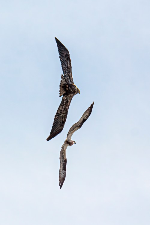eagle osprey chase