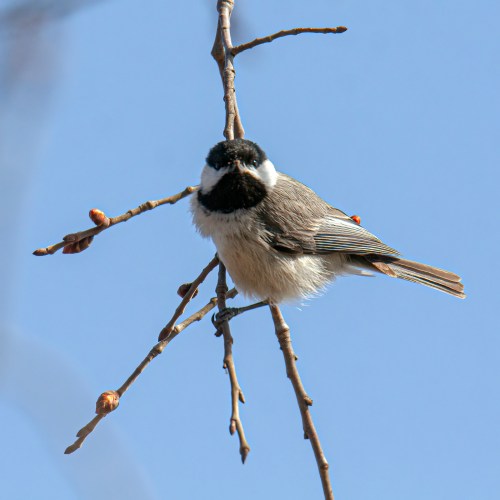 Carolina Chickadee