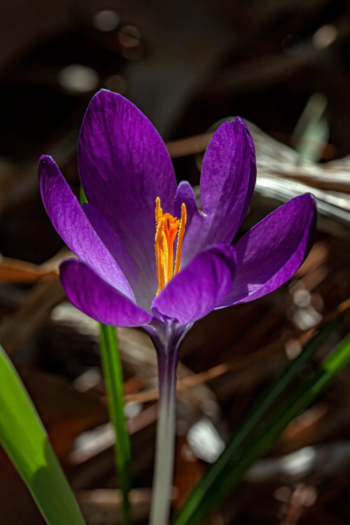 crocus