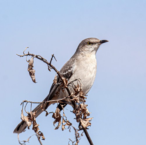 Northern Mockingbird
