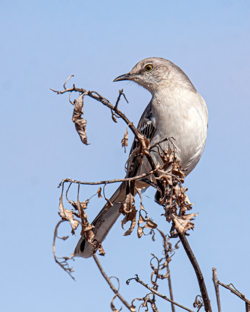 Northern Mockingbird