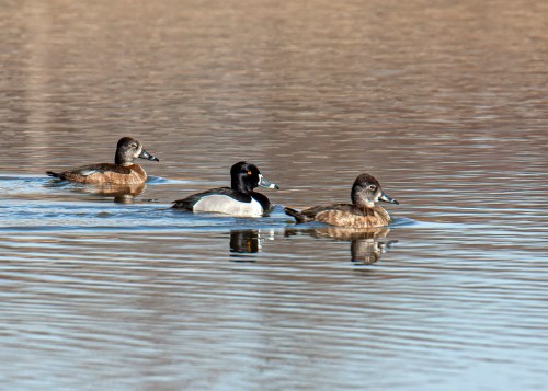 Ring-necked Duck