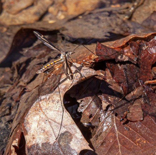Crane Fly