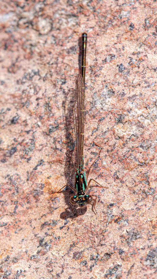 Fragile Forktail