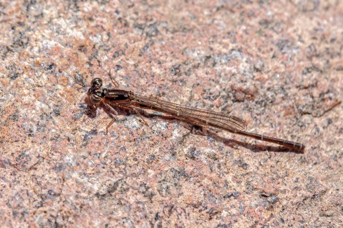 Fragile Forktail