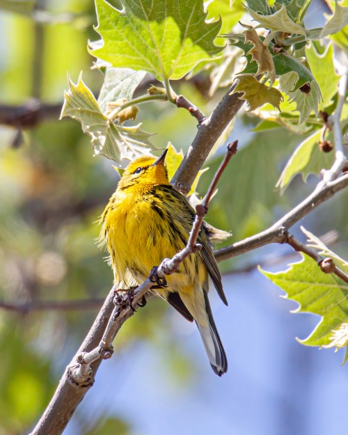 Prairie Warbler