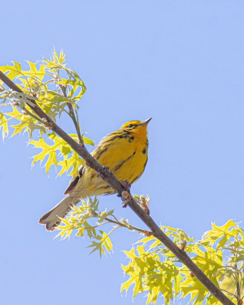 Prairie Warbler