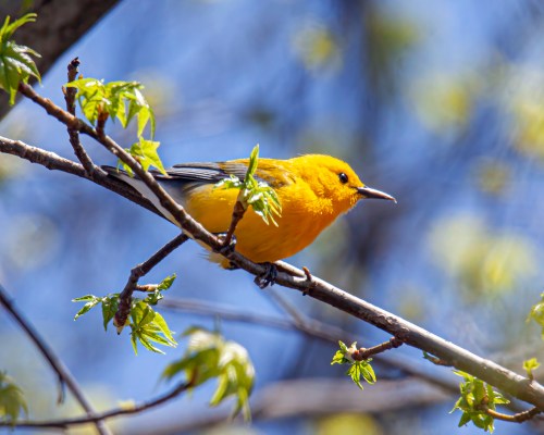 Prothonotary Warbler