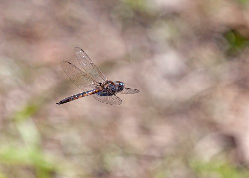 Common Baskettail