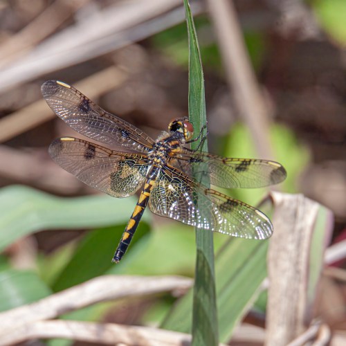 Calico Pennant