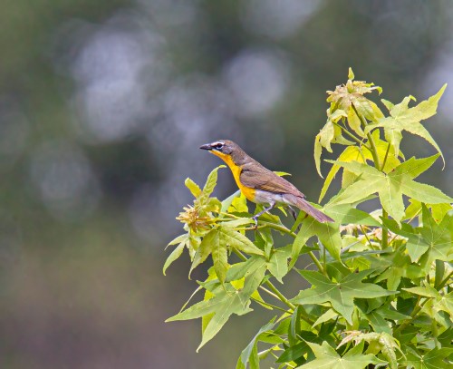 Yellow-breasted Chat