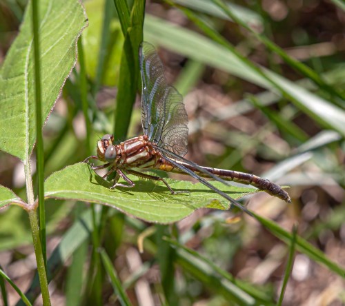 Ashy Clubtail