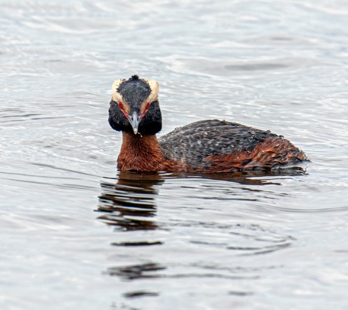 Horned Grebe