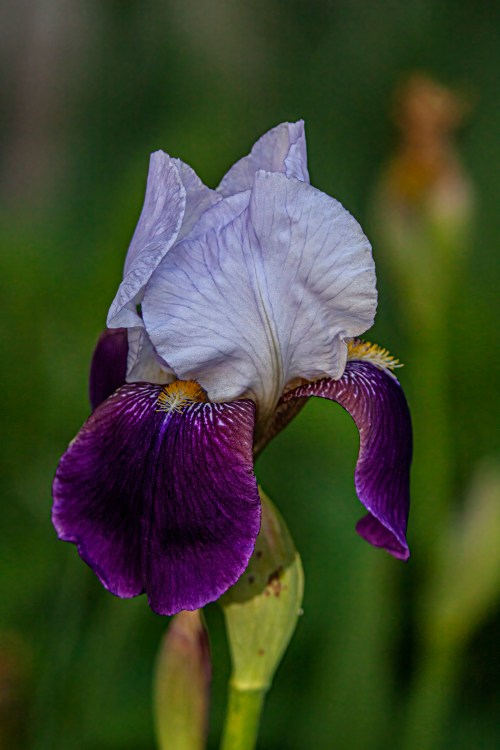 Bearded Iris