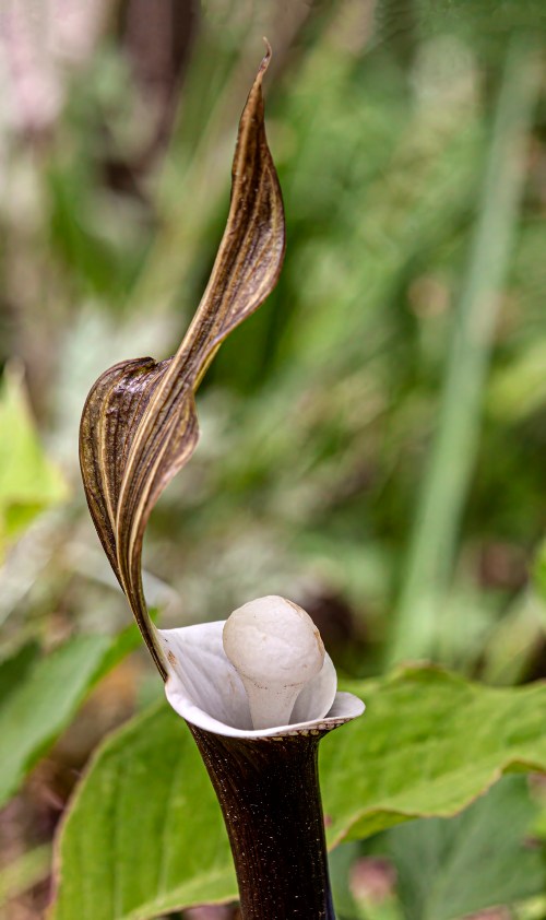 Japanese Jack-in-the-Pulpit