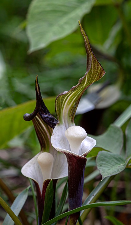 Japanese Jack-in-the-Pulpit