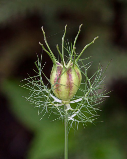 Love-in-a-mist