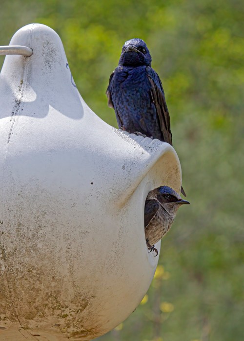 Purple Martin