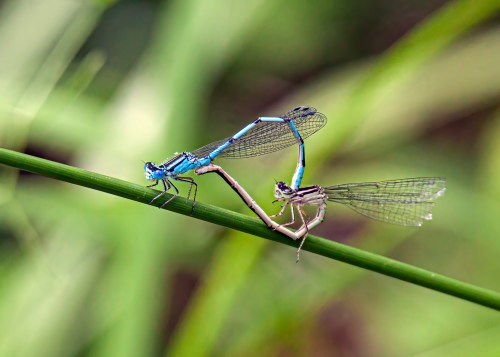 Big Bluet
