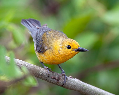 Prothonotary Warbler