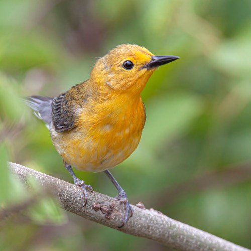 Prothonotary Warbler