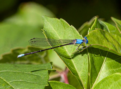Blue-fronted Dancer