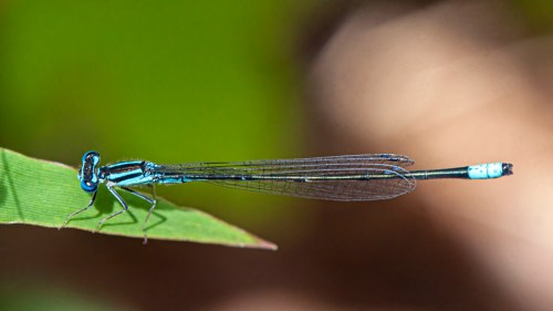 Turquoise Bluet