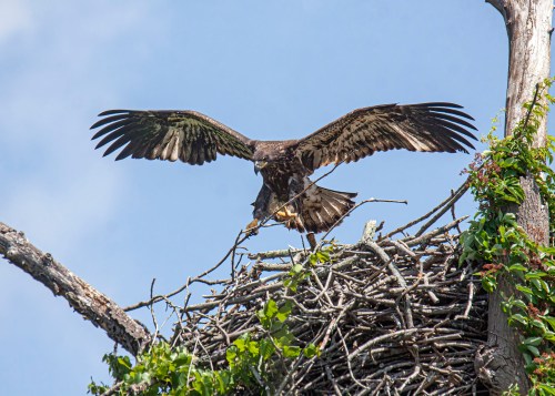 Bald Eagle