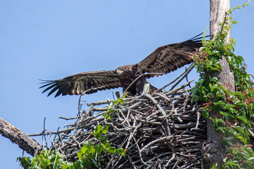Bald Eagle