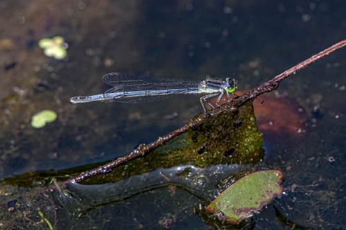 Eastern Forktail